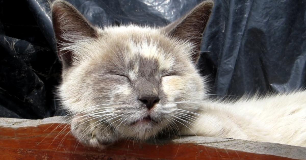 Can Pets Meditate? Science Says Yes (Sort Of)