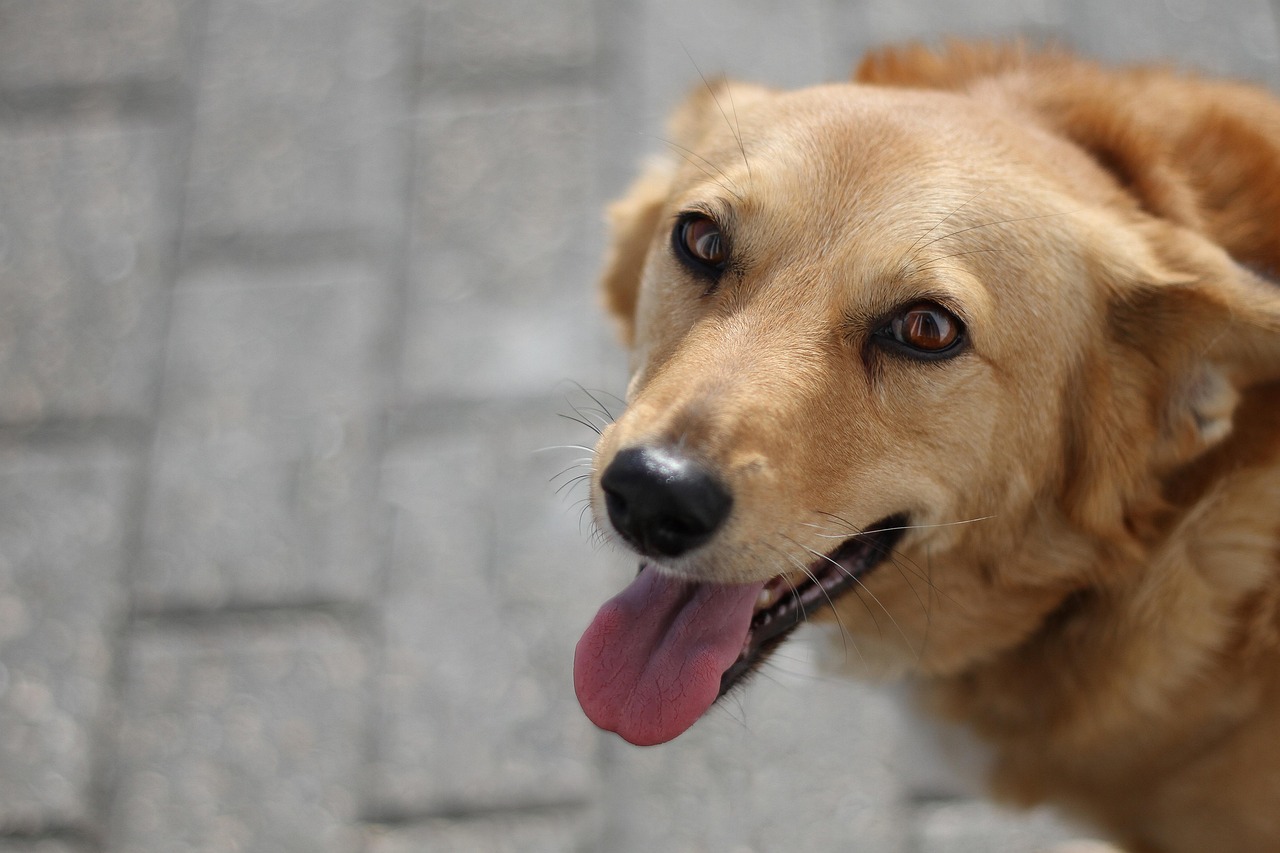 Keep Your Old Dog Moving Like a Young Pup