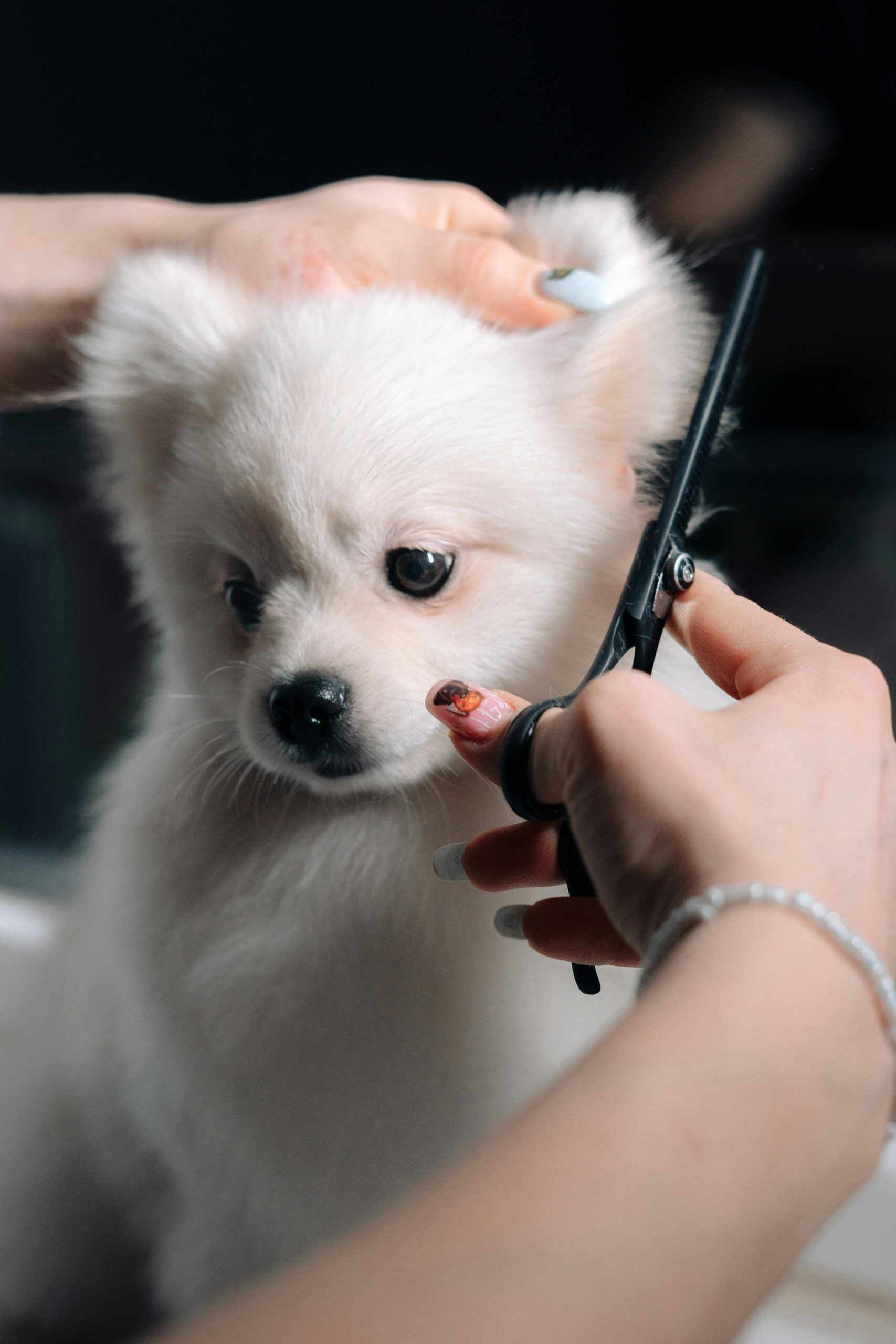 Pet Grooming – Because Your Pet Deserves Better Than Your Haircut