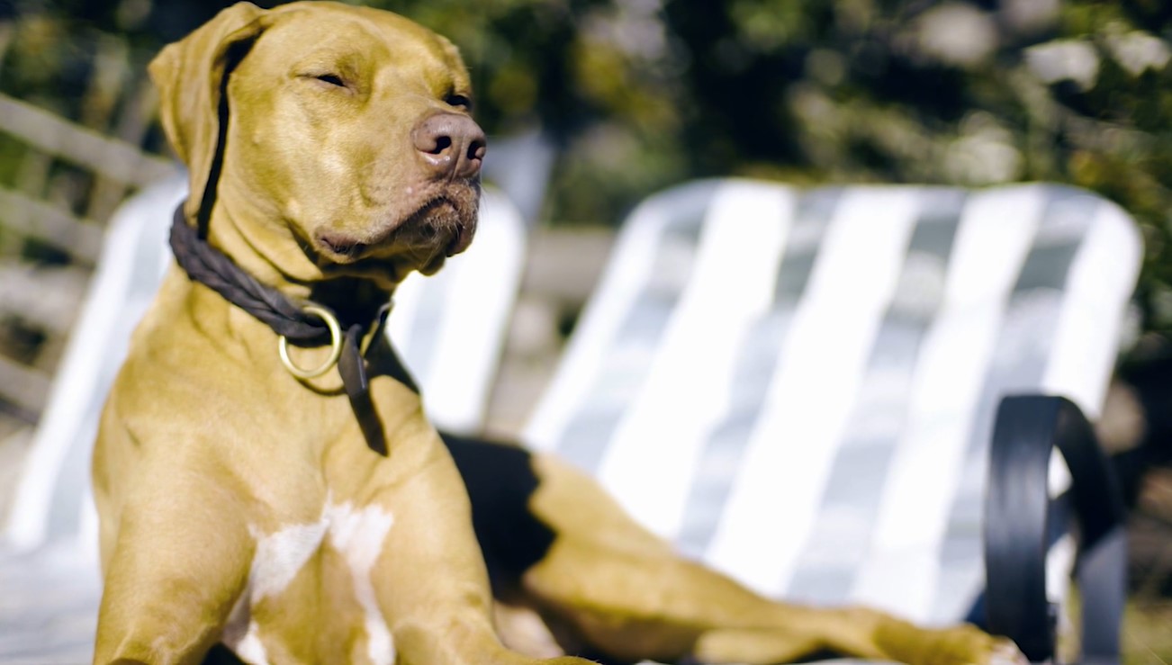 Too Hot to Trot? Summer Heat Safety for Pets (Yes, Even Your Cool Cat)