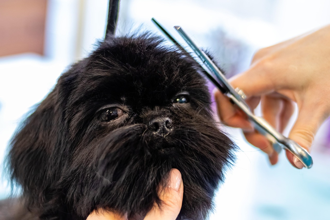 ✂️ Style Meets Snout: A Guide to Dog Grooming Cuts